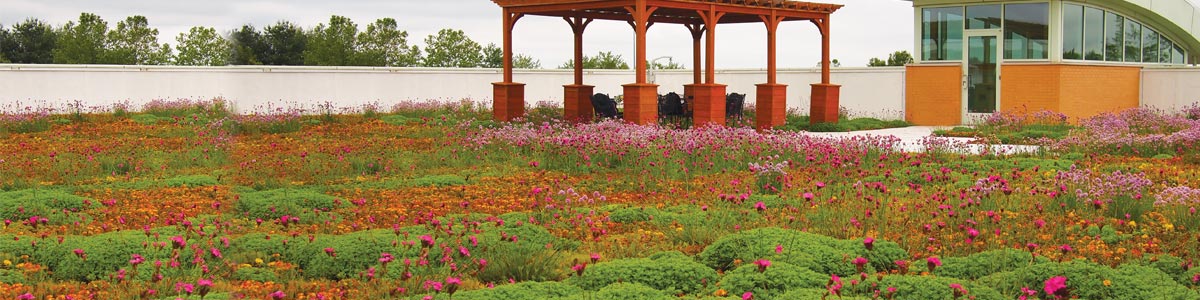 Un système de toiture verte avec des plantes et des arbustes plantés en rangées. Fleurs rouges et violettes poussant sur une toiture végétative.
